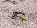 Heath Sand Wasp Ammophila pubescens with prey