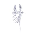 Heath speedwell flowers, outlined botanical drawing. Branch of Veronica officinalis. Wild floral plant. Detailed sketch