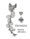 Heath speedwell Veronica officinalis , or common gypsyweed, Pauls betony, medicinal plant. Hand drawn botanical