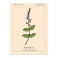 Heath speedwell Veronica officinalis