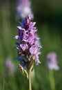 Heath Spotted Orchid