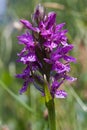 Heath Spotted Orchid