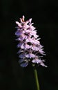 Heath Spotted Orchid, Dactylorhiza maculata