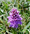 Heath Spotted Orchid, Cornwall UK