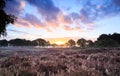 Heath sunrise