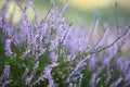 Heather Royalty Free Stock Photo