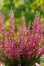 Heather in autumn garden Royalty Free Stock Photo