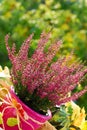 Heather in autumn garden Royalty Free Stock Photo