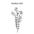 Heather-bell Erica cinerea , medicinal, ornamental and honey plant Royalty Free Stock Photo