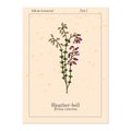 Heather-bell Erica cinerea , medicinal, ornamental and honey plant Royalty Free Stock Photo