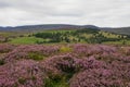 Heather in Bloom in the Cairngorm National Park near Braemar, Aberdeenshire, Highland Scotland