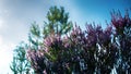 Heather blooms pink in the sunlight Royalty Free Stock Photo