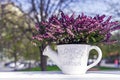 Heather bouquet in white ceramic watering can Royalty Free Stock Photo