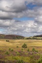 Heather on the Braes of Abernethy in Scotland. Royalty Free Stock Photo