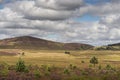 Heather on the Braes of Abernethy in Scotland. Royalty Free Stock Photo