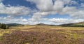Heather on the Braes of Abernethy in Scotland. Royalty Free Stock Photo