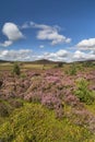 Heather on the Braes of Abernethy in Scotland. Royalty Free Stock Photo