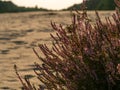 Heather bush growing on dunes of former training military ground. Sunset. Selective focus.