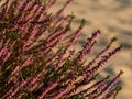 Heather bush growing on dunes of former training military ground. Sunset. Selective focus..