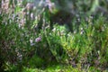 Heather bushes in the forest. Sunny day. Blooming forest flowers