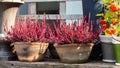 Heather Calluna blossom pink flower in a clay pot close-up. Gorgeous autumn flower is a popular garden decoration. Blooming Royalty Free Stock Photo