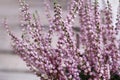 Heather (Calluna vulgaris) Royalty Free Stock Photo