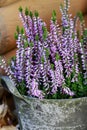 Heather Calluna vulgaris