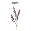 Heather calluna vulgaris branch with leaves and flowers - medicinal and honey plant