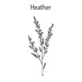 Heather calluna vulgaris branch with leaves and flowers
