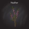 Heather calluna vulgaris branch with leaves and flowers - medicinal and honey plant