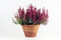 Heather, Calluna vulgaris with dark pink flowers