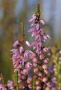Heather Royalty Free Stock Photo