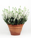 Heather, Calluna vulgaris with white flowers