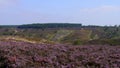 Heather on Cannock Chase, England Royalty Free Stock Photo