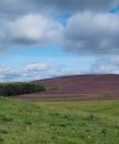 Heather clad hillside, Derbyshire England Royalty Free Stock Photo