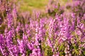 Heather Royalty Free Stock Photo