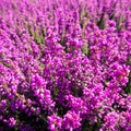 Heather Royalty Free Stock Photo
