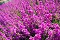 Heather Royalty Free Stock Photo