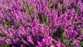 Heather Royalty Free Stock Photo