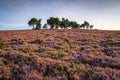 Heather covered Hepburn Moor