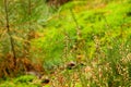 Heather detail