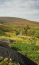 Heather on fell near Tindale quarry in Cumbria