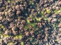 Heather Field from Above in The Loonse and Drunense Duinen National Park Royalty Free Stock Photo