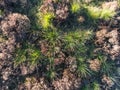 Heather Field from Above in The Loonse and Drunense Duinen National Park Royalty Free Stock Photo