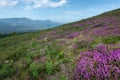 Heather field in bloom, Urkiola natural park in Basque Country Royalty Free Stock Photo