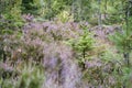 Heather field. Branches with fine filigree purple flowers. Dreamy in the sunlight