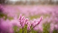 Heather field, spring flowers on a green meadow, beautiful wallpaper with bokeh, springtime, AI Generated