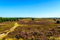 Heather Fields with blooming Purple Calluna Heathers on the Elspeedse Heide