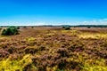 Heather Fields with blooming Purple Calluna Heathers on the Elspeedse Heide