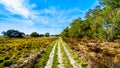 The heather fields and forests in the Hoge Veluwe nature reserve Royalty Free Stock Photo